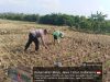 Bhabinkamtibmas Edukasi Petani Jagung, Dukung Ketahanan Pangan di Desa Sukoanyar