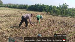 Bhabinkamtibmas Edukasi Petani Jagung, Dukung Ketahanan Pangan di Desa Sukoanyar