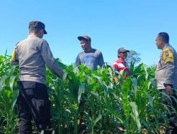 Dari Perawatan hingga Pengendalian Hama, Polsek Ngancar Dampingi Petani Babadan