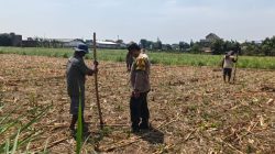 Bhabinkamtibmas Tamanan Turun ke Sawah, Dampingi Petani Tanam Jagung dengan Cara Konvensional