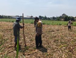 Bhabinkamtibmas Tamanan Turun ke Sawah, Dampingi Petani Tanam Jagung dengan Cara Konvensional