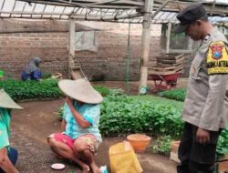 Rawat Bibit Cabai Bersama Petani, Bhabinkamtibmas Brumbung Dukung Ketahanan Pangan