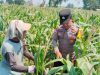 Polsek Pagu Dampingi Petani Jagung, Bahas Hama dan Gulma