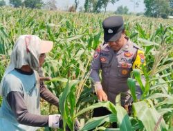 Polsek Pagu Dampingi Petani Jagung, Bahas Hama dan Gulma