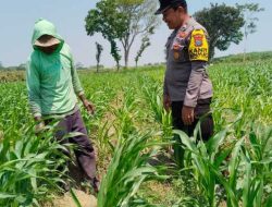 Tak Berhenti di Masa Tanam, Polisi Dampingi Petani Jagung di Menang