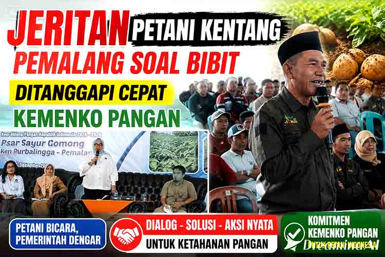 Jeritan Petani Kentang Pemalang Soal Bibit Ditanggapi Cepat Kemenko Pangan