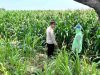Kapolsek Kunjang Turun ke Lahan, Dampingi Petani Rawat Jagung
