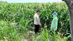 Kapolsek Kunjang Turun ke Lahan, Dampingi Petani Rawat Jagung