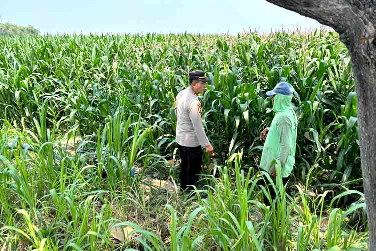 Kapolsek Kunjang Turun ke Lahan, Dampingi Petani Rawat Jagung