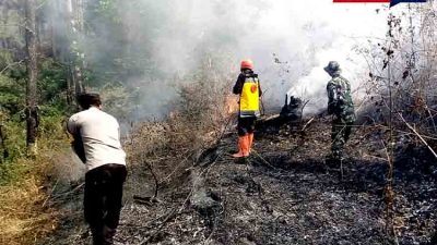 Kebakaran Lahan Pinus di RPH Salam Ngawi, Petugas dan Warga Berjibaku Cegah Api Meluas
