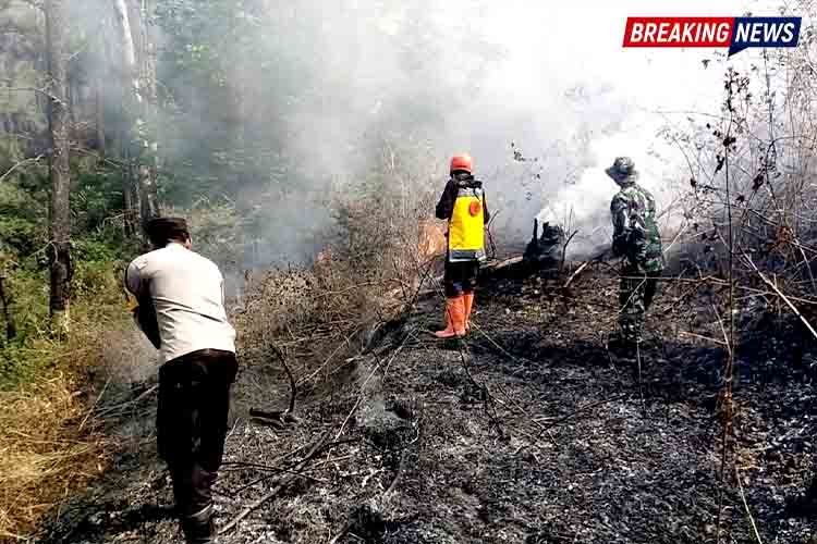 Kebakaran Lahan Pinus di RPH Salam Ngawi, Petugas dan Warga Berjibaku Cegah Api Meluas