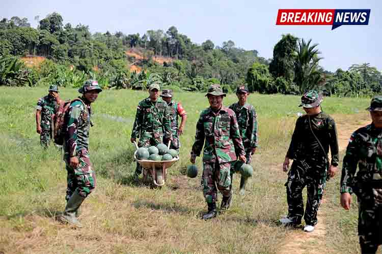 Lahan Tidur Disulap Jadi Cuan, Kodim 0910 Malinau Panen Perdana 3,5 Ton Semangka