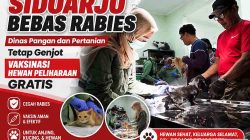 Sidoarjo Bebas Rabies, Dinas Pangan dan Pertanian Tetap Genjot Vaksinasi Hewan Peliharaan Gratis