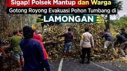 Sigap! Polsek Mantup dan Warga Gotong Royong Evakuasi Pohon Tumbang di Lamongan