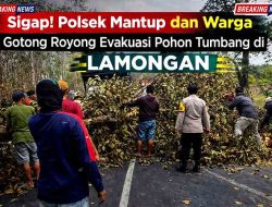 Sigap! Polsek Mantup dan Warga Gotong Royong Evakuasi Pohon Tumbang di Lamongan