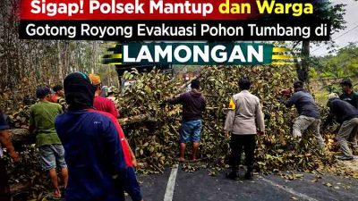 Sigap! Polsek Mantup dan Warga Gotong Royong Evakuasi Pohon Tumbang di Lamongan