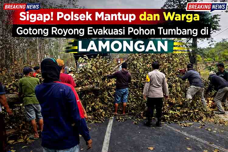 Sigap! Polsek Mantup dan Warga Gotong Royong Evakuasi Pohon Tumbang di Lamongan