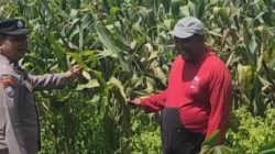 Jaga Pertumbuhan Jagung, Polisi Kediri Dampingi Petani Gurah