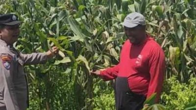 Jaga Pertumbuhan Jagung, Polisi Kediri Dampingi Petani Gurah